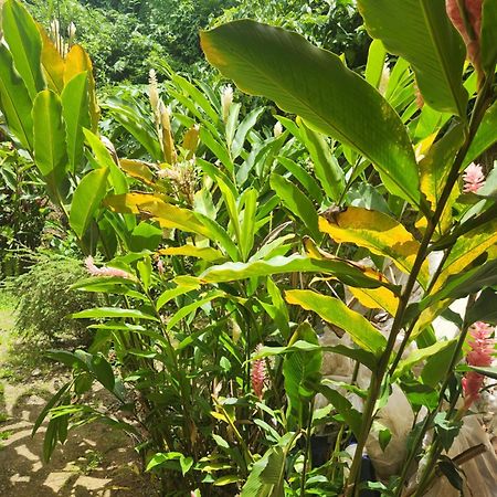 Hilltop View Guesthouse Castries Esterno foto