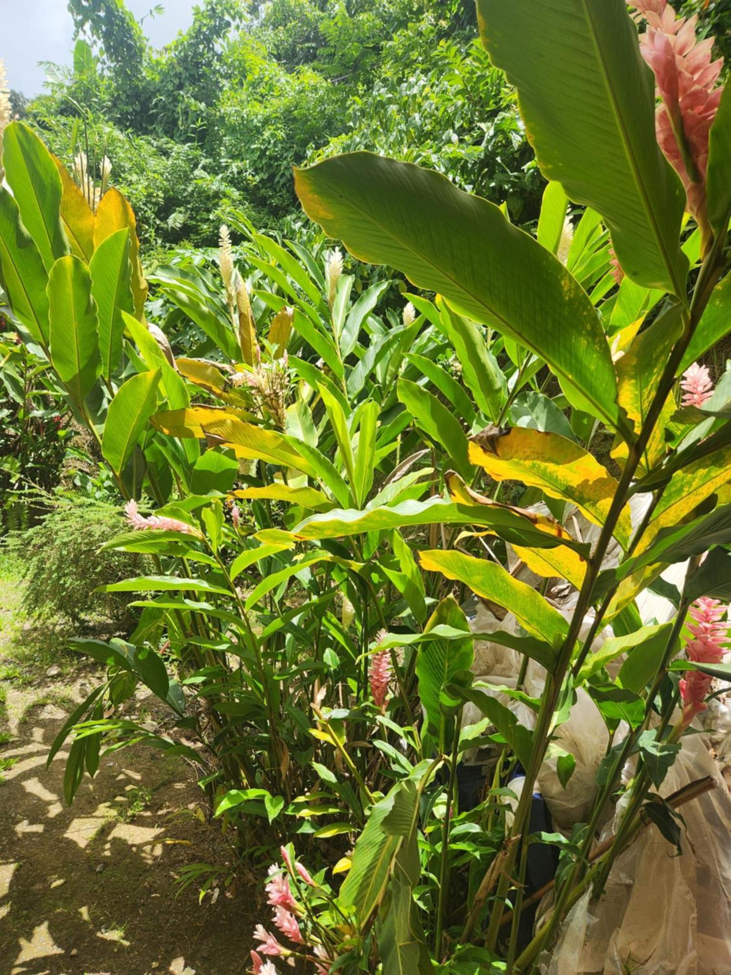 Hilltop View Guesthouse Castries Esterno foto